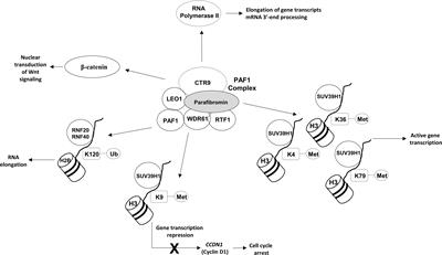 Genetics and Epigenetics of Parathyroid Carcinoma